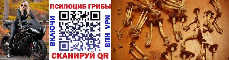 МЕГА ссылка  маркетплейс как зайти  Галлюциногенные грибы прущие грибы  где купить   Боготол 